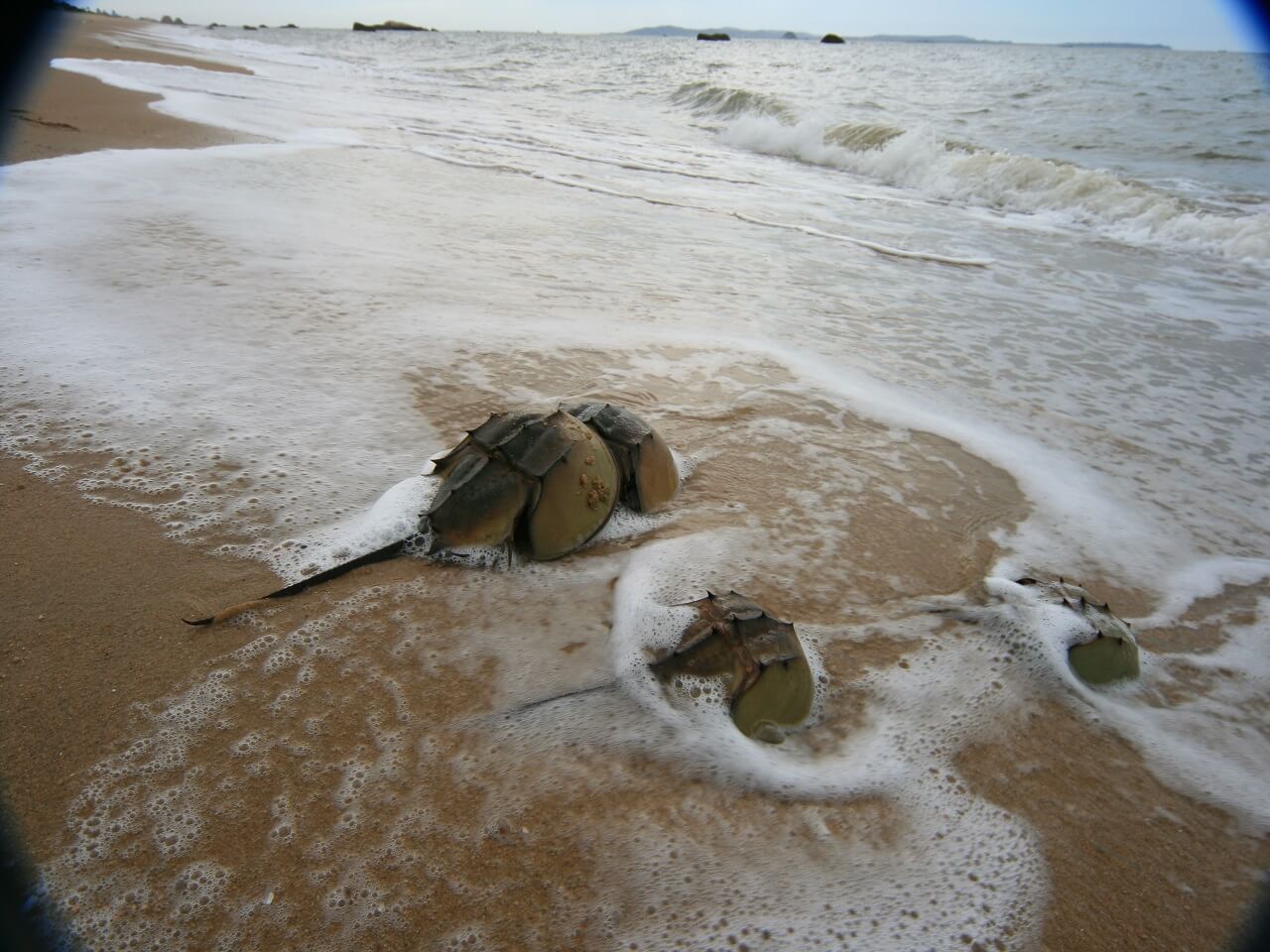 LAL Reagent or TAL Reagent for endotoxin test assay